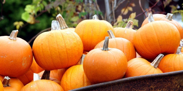 halloween pumpkin in a pile...