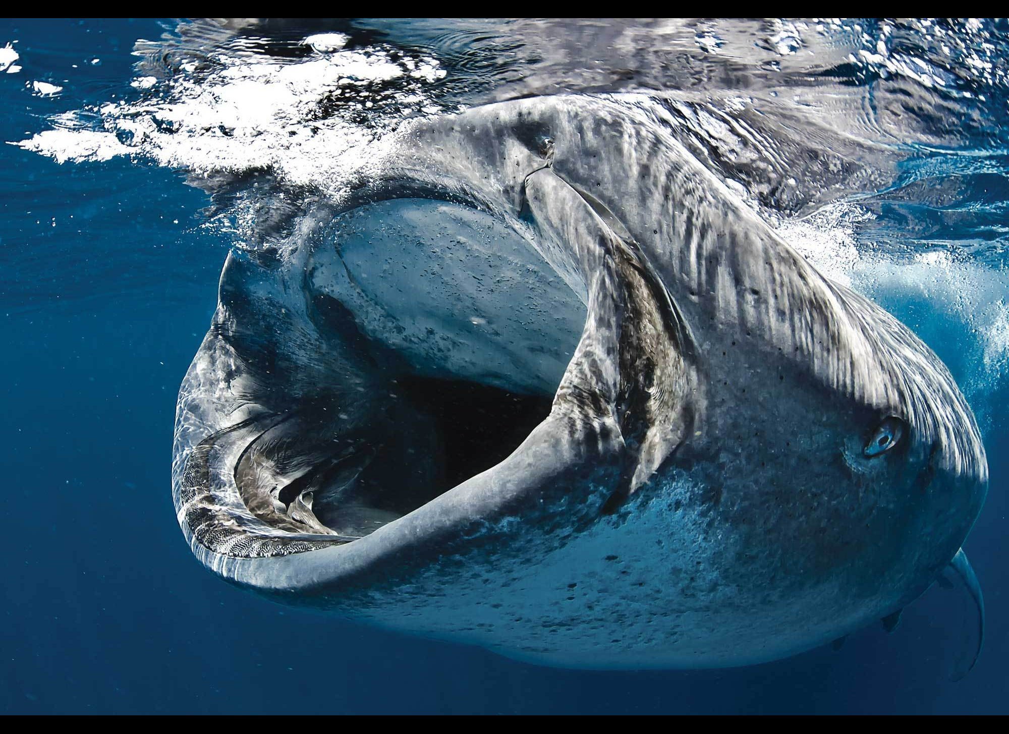 confidence man whale shark