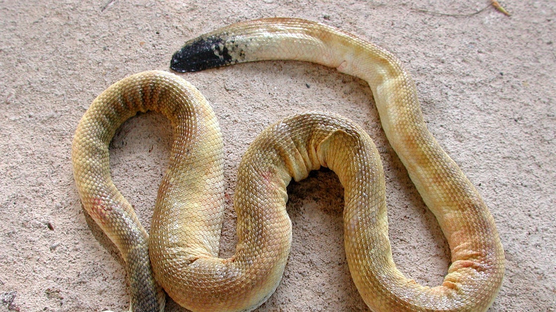 Sea snake