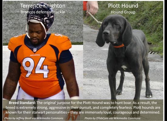 I have seen the future of the NFL, and all the players are dogs