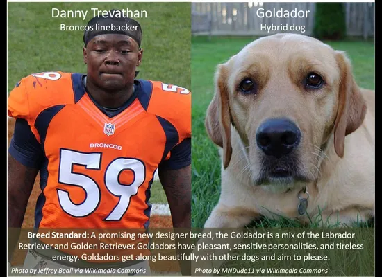 I have seen the future of the NFL, and all the players are dogs, and it is  good.