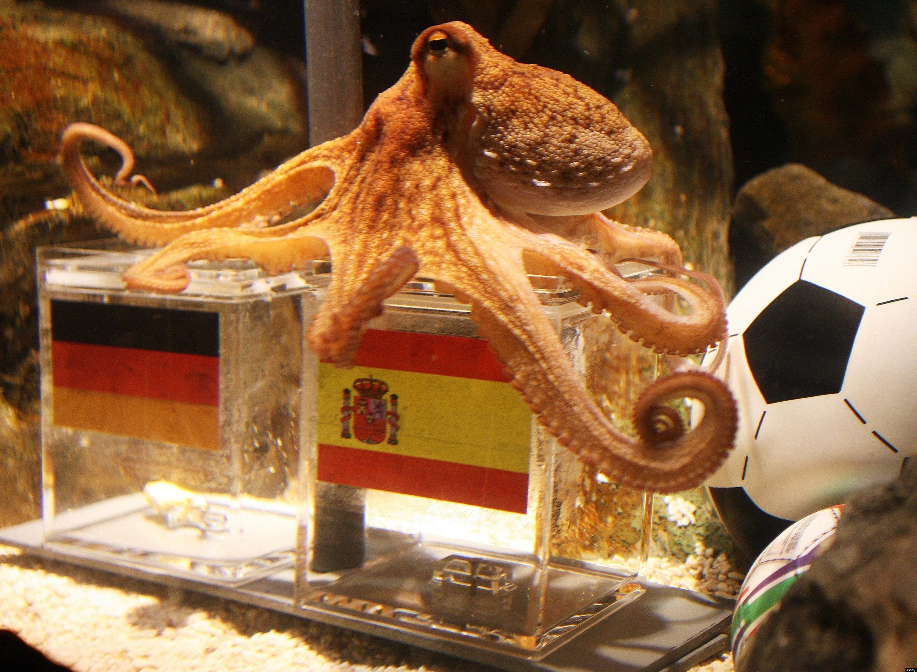 Psychic Octopus Received Death Threats | HuffPost Sports