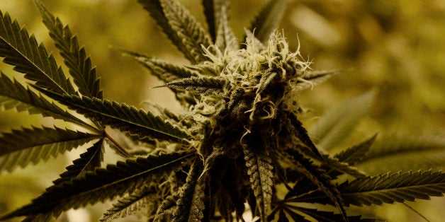 DENVER, CO - MARCH 11: Marijuana grows at 3D Cannabis Center in Denver, March 11, 2015. Colorado pot sales soar to record in