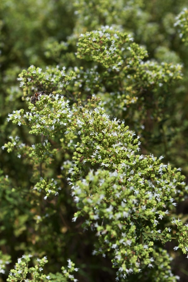 25 Superfoods To Incorporate Into Your Diet Now HuffPost