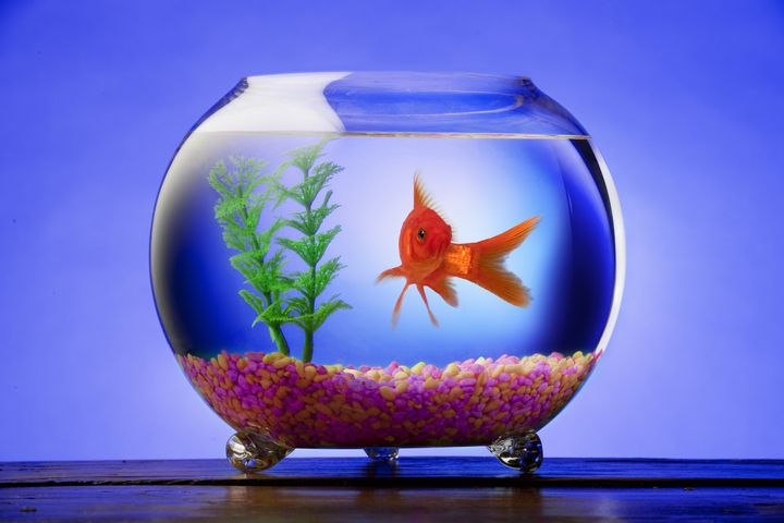 goldfish in a bowl with bright...