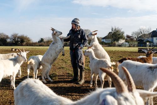 Goat Meat Could Save Our Food System But We re Too Afraid To Eat