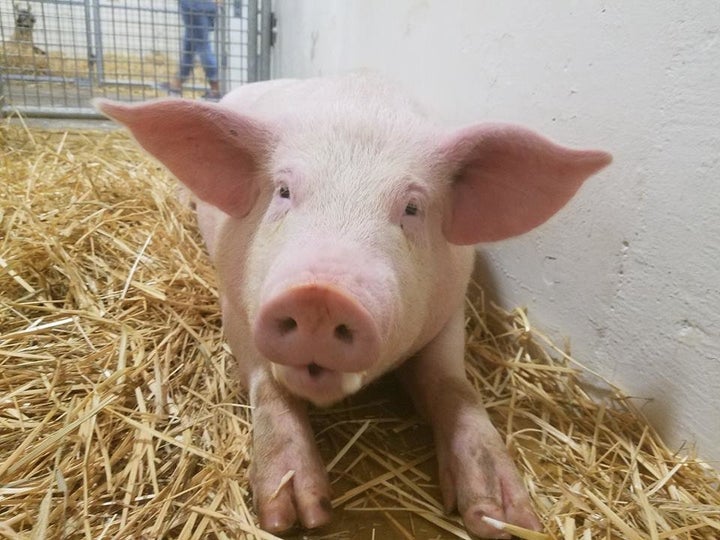 Flo Rida, or Flo for short, enjoying his new life at Ziggy's Refuge Farm Sanctuary in North Carolina.