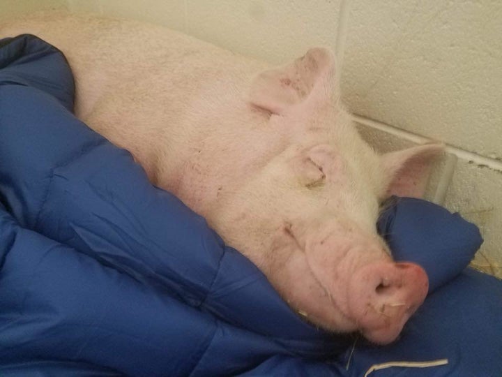 Champ enjoys a nap on a sleeping bag at the University of Tennessee College of Veterinary Medicine, where he is receiving tre