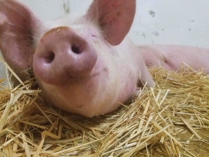 When rescuers first spotted Jax collapsed on some dry ground amid the floodwaters of hurricane-turned-tropical storm Florence