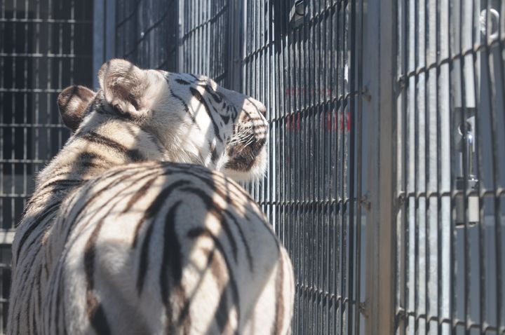 Description 1 A Royal White Bengal Tiger from behind looking out of its cage at Cougar Mountain Zoo. | Source | Author Dcoetzee | Date ... 
