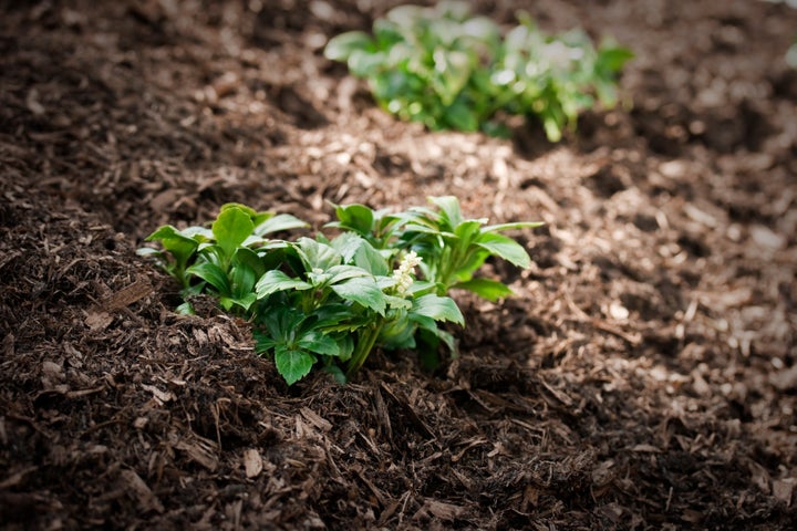 Japanese spurge (Pachysandra terminalis) 'Green Carpet' with fresh bark mulch. April