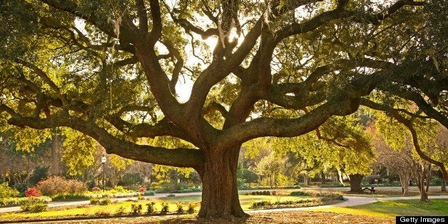 Beautiful mature Live Oak tree. Hampton Park, Charleston, SC.