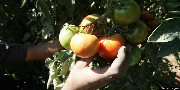 A Palestinian farmer picks his tomatoes at a farm in the West Bank town of Hebron, 29 August 2007. For a Palestinian farmer living on the outskirts of the West Bank town of Hebron, Israel seldom means good news. But this year, Azam Jaber is looking forward to dealing with the Jews. Jaber and thousands of other Palestinian farmers across the occupied West Bank this year are expecting a surge in business thanks to the Jewish biblical law, ?Shmita?, which dictates that once every seven years all Jewish-owned fields in Israel must lie fallow and that none of their crops must be used for the duration of the year. AFP PHOTO/HAZEM BADER (Photo credit should read HAZEM BADER/AFP/Getty Images)