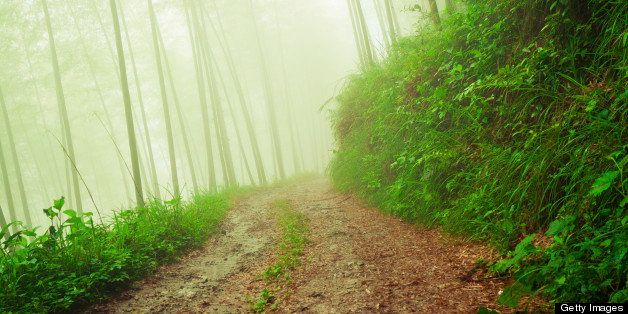 Dirt road leading through foggy forest
