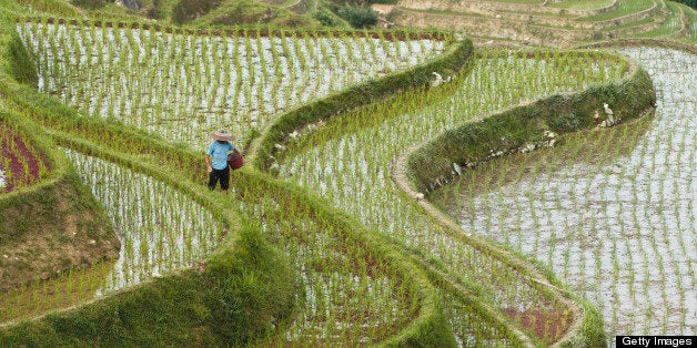 Person working in rice terraces, Longji, China