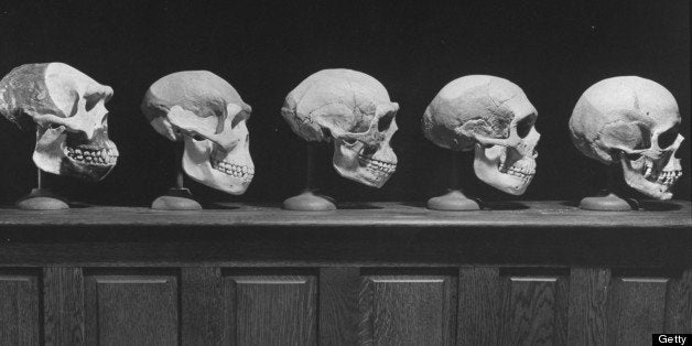 A display of skulls demonstrating human evolution. (Photo by Fritz Goro//Time Life Pictures/Getty Images)