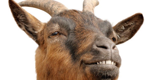 Answering 7 Charges of Animal Cruelty Against Muslims | HuffPost Religion Answering 7 Charges of Animal Cruelty Against Muslims | HuffPost Religion