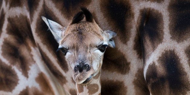 Giraffe cub Katja stands next to its mother at the Opelzoo in Kronberg, central Germany, Tuesday, Jan. 7, 2014. The animal belongs to the endangered subspecies Rothschild's giraffe (giraffa camelopardalis rothschildi) and was born on Jan. 2. (AP Photo/dpa, Frank Rumpenhorst)