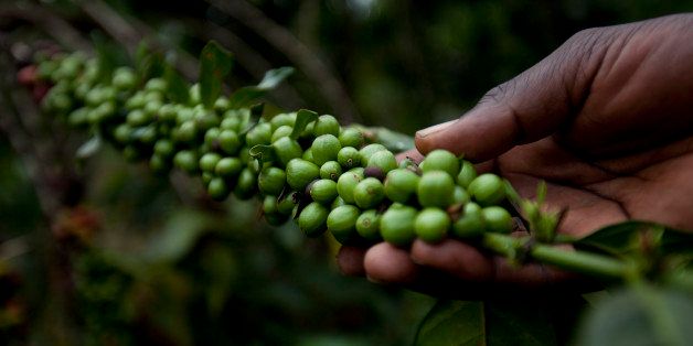 Green coffee berries are inspected for ripening on a large scale plantation in western Uganda, on Thursday, July 22, 2010. Uganda is Africa's second-biggest coffee producer, after Ethiopia, and the continent's largest grower of the robusta variety. Photographer: Trevor Snapp/Bloomberg via Getty Images