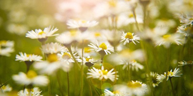 Close up of daisies in meadow
