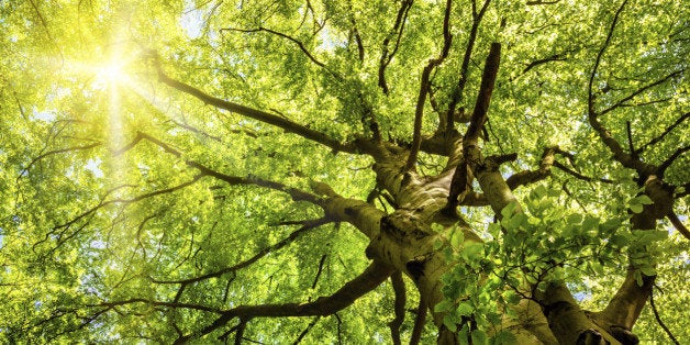 The warm spring sun shining through the treetop of an impressive old beech tree