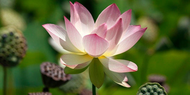 A lotus flower reaches full bloom at the newly restored lotus beds at Echo Park in Los Angeles on Tuesday, July 15, 2014. (AP