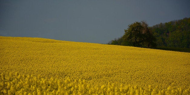 Rapeseed (Brassica Napus) fields in Germany.