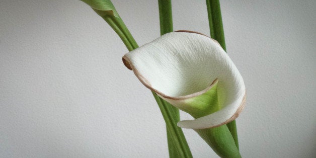 Graceful white calla lily (zantedeschia aethiopica) in a vase.