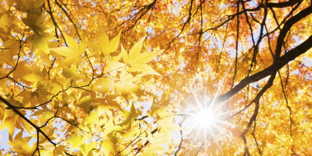 the sunlight through fall forest plants