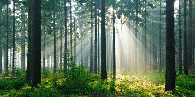 Fairytale Forest - Sunbeams in Natural Spruce Forest