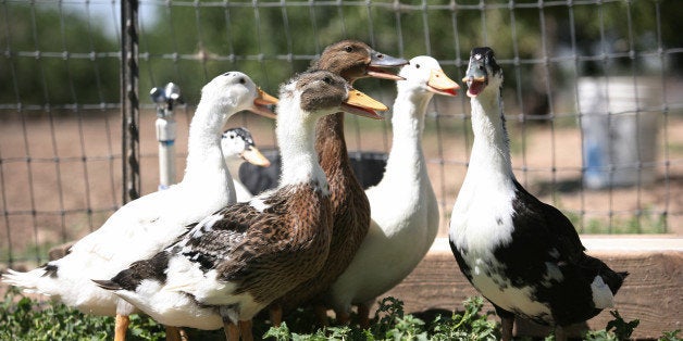 TO GO WITH AFP STORY US-LIFESTYLE-GASTRONOMY-ANIMALS-ETHICS-LAW BY MICHAEL THURSTONThe last remaining ducks of Artisan Sonoma Foie Gras group themselves inside of a stockade at the foie gras farm in Farmington,California on May 31, 2012. A looming foie gras ban in California is pitting animal rights protestors against high-end chefs. Squeezed in the middle is Guillermo Gonzalez, lamenting the end of his 'American dream.' Gonzalez, the only foie gras producer in the famously liberal US state, claims ignorant activists and 'special interests' are unfairly throttling the livelihood he has built since arriving from El Salvador in 1986.'I feel that a big injustice has been committed. I feel that emotion and intimidation have prevailed over reason and science. But this is bigger than us, so I just have to comply,' he told AFP. AFP Photo Kimihiro Hoshino (Photo credit should read KIMIHIRO HOSHINO/AFP/GettyImages)