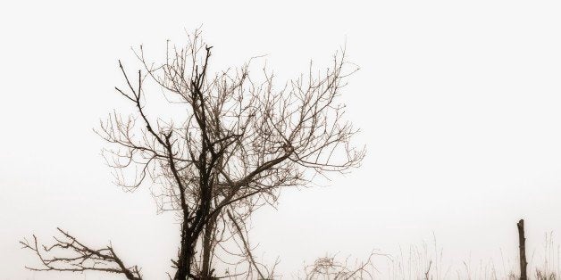 Dying tree silhouette