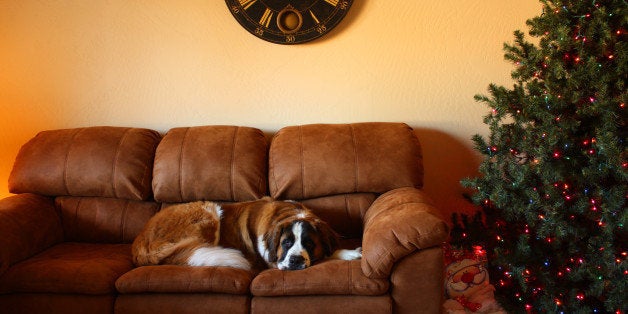 St. Bernard dog on sofa next to Christmas tree.