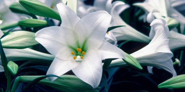 Close-up of Easter Lily flowers