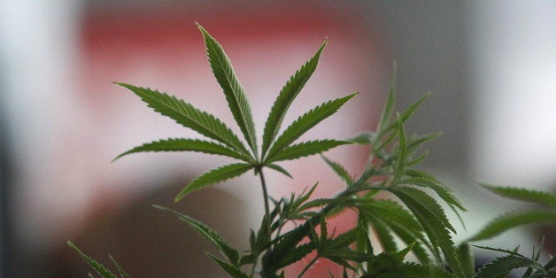 A Cannabis plant is pictured at the "Weed the People" event as enthusiasts gather to celebrate the legalization of the recrea