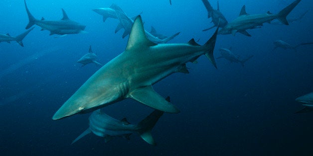 Aliwal Shoal, Indian Ocean, South Africa, blacktip sharks (Carcharhinus limbatus) swimming in ocean