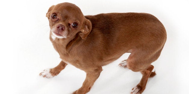 A timid brown Chihuahua looking up at the camera with a white background