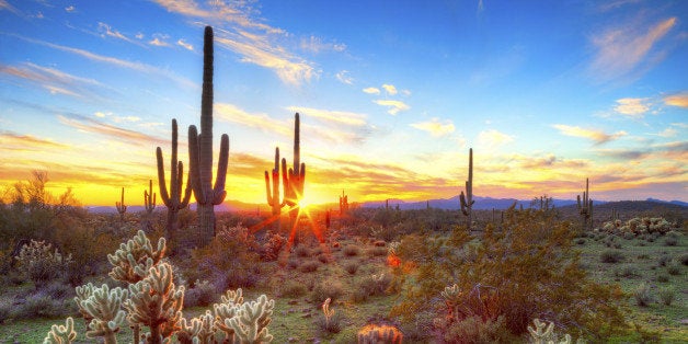 Sun is setting beetwen Saguaros, in Sonoran Desert.