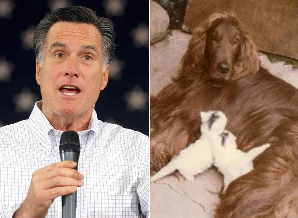 I første omgang fest Såkaldte Mitt Romney Dog Treatment 'Inhumane,' Most Voters Say In New Poll |  HuffPost Latest News