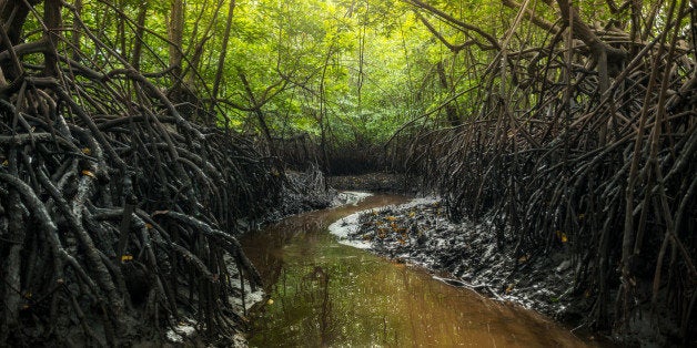 Mangrove forest with a running stream at low tide.