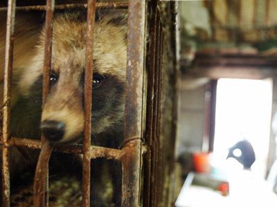 White House Raccoon Captured, To Be Dealt With Humanely | HuffPost ...