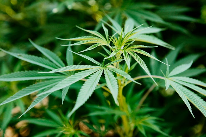 Close-up of Marijuana leaves in green field.