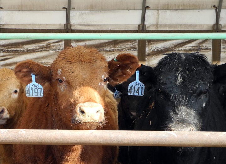 Cows are seen at a farm March 8, 2013 in Dallas Center, Iowa, the 6th largest US state producer of cattle. American farmers produce more meat than ever with less cattle thanks in part to the optimization of their diet. A severe drought in the US southern plains in 2011 and in the Midwest in 2012 as well as the soaring prices of grain, have contributed to the decline of the US cattle inventory. On January 1, 12013, the US Department of Agriculture counted 89.3 million cattle, the lowest figure registered since 1952. AFP PHOTO / Juliette MICHEL (Photo credit should read Juliette MICHEL/AFP/Getty Images)