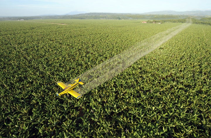 (FILES) Picture taken on April 22, 2008 of a crop duster plane spraying fungicide to protect the 7,000 hectare banana plantation of Tagum Agricultural Development Co. from destructive leaf virus in Tagum in Davao del Norte province, located in the southern Philippine island of Mindanao. Farm chiefs have a narrowing chance to diversify vital crops at rising threat from drought, flood and pests brought by climate change, food researchers warned on October 3, 2011. The world's nearly seven billion people are massively dependent on a dozen or so crops that, thanks to modern agriculture, are intensively cultivated in a tiny number of strains, they said. AFP PHOTO/ROMEO GACAD (Photo credit should read ROMEO GACAD/AFP/Getty Images)