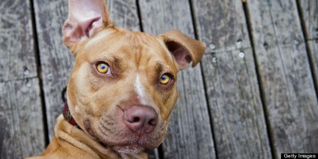 Pitbull type red nose dog shot from above on wooden deck, one erect ear, amber eyes, furrowed brow