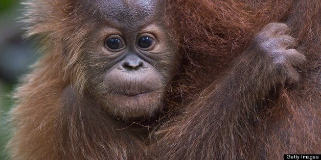 TO GO WITH AFP STORY INDONESIA-ENVIRONMENT-CONSERVATION-SPECIES-ORANGUTAN BY ANGELA DEWAN In this photograph taken on April 10, 2013, an endangered baby Sumatran orangutan clings onto her mother's waist in the forest of Bukit Lawang, part of the vast Leuser National Park, its rainforests occupying areas of the two provinces of North Sumatra and Aceh located in Indonesia's Sumatra island. Alarm is growing at a plan that would open up new swathes of forest on Sumatra island to mining, palm oil and paper companies, which could put orangutans and other critically endangered species at even greater risk. AFP PHOTO / ROMEO GACAD (Photo credit should read ROMEO GACAD/AFP/Getty Images)