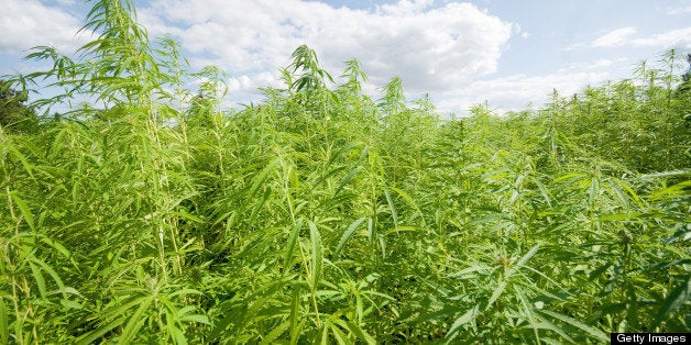 Hemp plantage