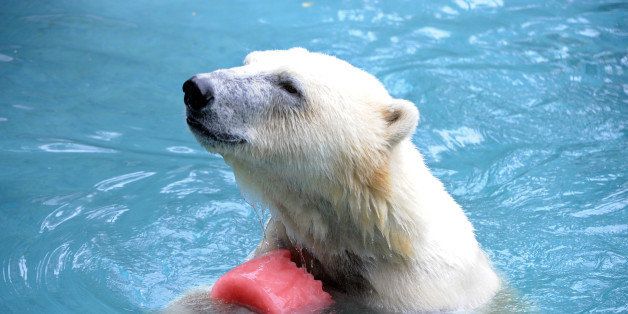 A polar bear refreshes with a giant strawberry syrup ice cube on 23 July 2013 at the La Fleche zoo, western France. Keepers at the zoo prepare cold treats for animals to give them respite from the hot weather. AFP PHOTO JEAN-FRANCOIS MONIER (Photo credit should read JEAN-FRANCOIS MONIER/AFP/Getty Images)