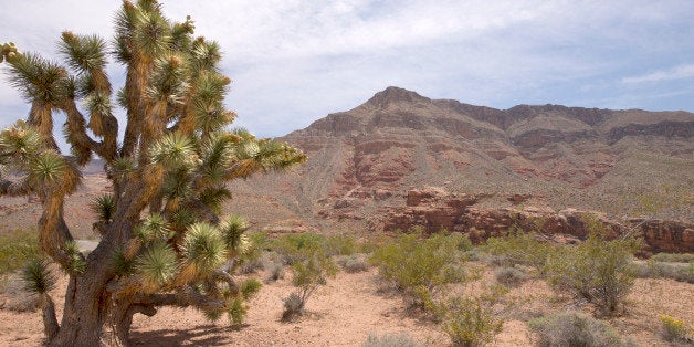 Joshua Tree & Desert