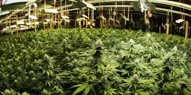 The marijuana plants found by police in a warehouse in the western German town of Rodgau are pictured 24 August 2007. 8000 ha